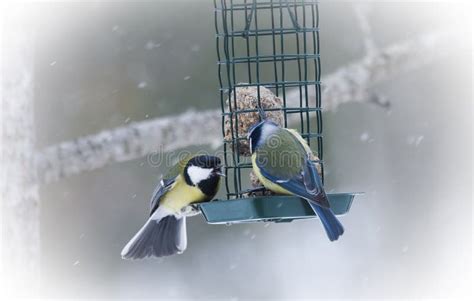 Tits Foto De Archivo Imagen De Defiende Enojado Nieve