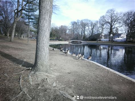 Halls Pond Taken By Papershoot Rdigitaltoycameras