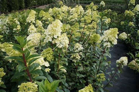 Гортензия метельчатая Диамантино Hydrangea paniculata Diamantino ...