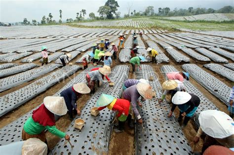 KEBUTUHAN LAHAN UNTUK TARGET SWASEMBADA BAWANG ANTARA Foto