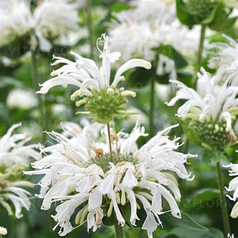 Monarda 'Bee-Bright' (Pysznogłówka) - - Byliny Pozostałe - Centrum ...