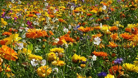 Free photo: Flower Meadow, Flowers - Free Image on Pixabay - 555813