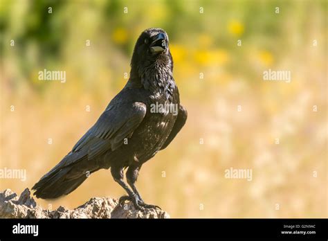 Corax hi-res stock photography and images - Alamy