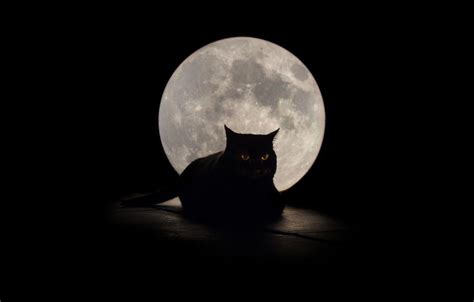 Black Cat Moon Wallpapers - Top Free Black Cat Moon Backgrounds ...