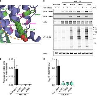 Identification And Characterization Of Activating ABL1 1b Kinase