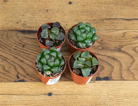 Два Ботаника | Домашние комнатные растения