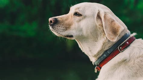 Dogs Getting Bald Spots: What to Do - pupsbest.com