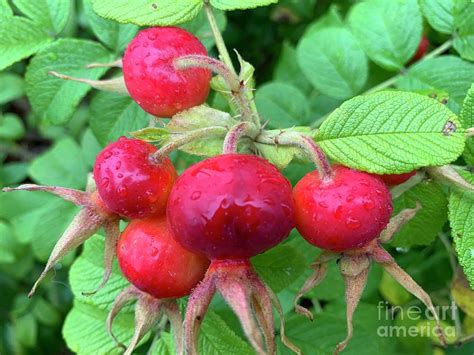 Rose Hip Plant Photograph by Valerie Steiner - Fine Art America