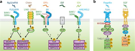 [pdf] Receptor Like Cytoplasmic Kinases Central Players In Plant