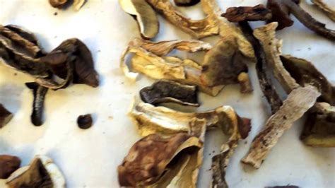 Сушилка 💥 за 5 минут! Безопасная и качественная сушка 🍄 грибов на ИК ...