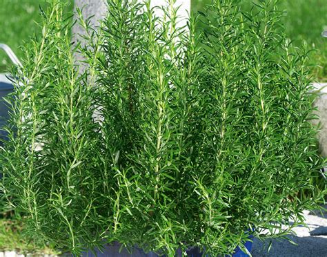 6602 Розмарин ROSMARINUS OFFICINALIS - купить в Москве в интернет-магазине