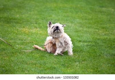 Funny Scratching Dog Fleas On Grass Stock Photo 133501082 | Shutterstock