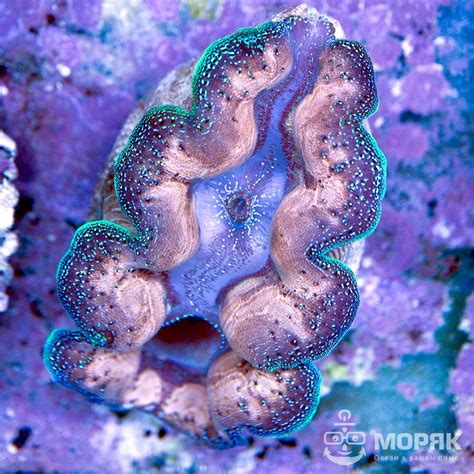 Tridacna Maxima (Тридакна большая) | Купить в Киеве и Украине