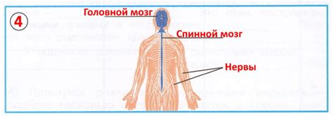 ГДЗ Окружающий мир 3 класс рабочая тетрадь №2 Плешаков, Новицкая ...