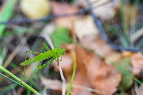 Premium Photo A Large Green Locust With Wings Sits On Grass In A