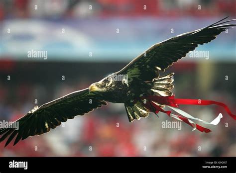 Estadio da luz vitoria the benfica mascot hi-res stock photography and ...