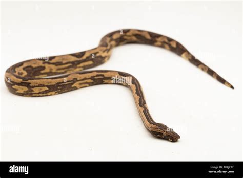 The Indonesian Tree Boa Candoia Carinata Or Pacific Ground Boa Snake