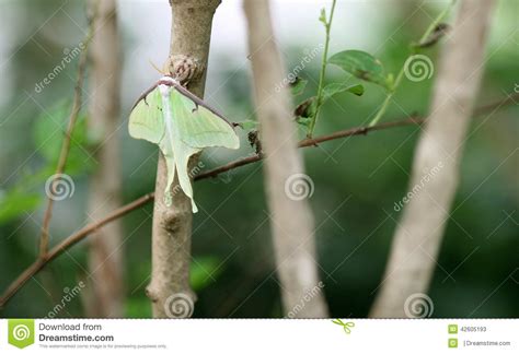 Butterfly Luna Moth stock image. Image of branch, color - 42605193