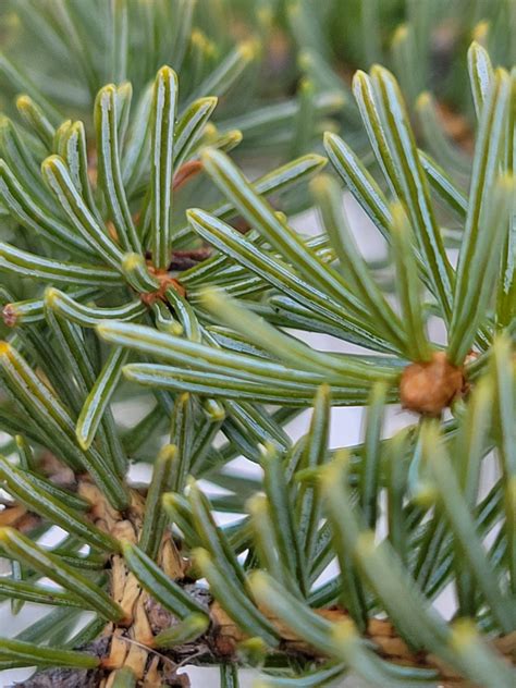 Spruce White Picea Glauca Alberta Native Medieval Manor Gardens