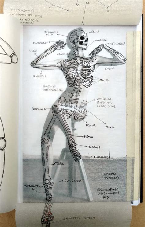 VITALI — ! Male Figure Drawing, Figure Drawing Reference, Art Reference ...