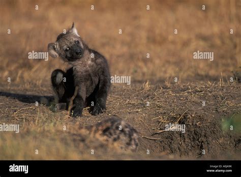 Baby Spotted Hyena Resting Hi Res Stock Photography And Images Alamy