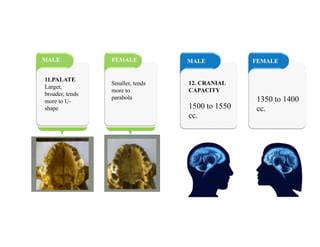 Sex Determination From Skull PDF
