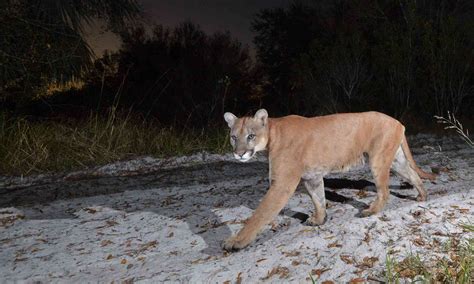 Florida Panther | Defenders of Wildlife