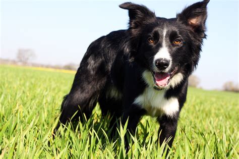border collie dog black   photo  pixabay pixabay