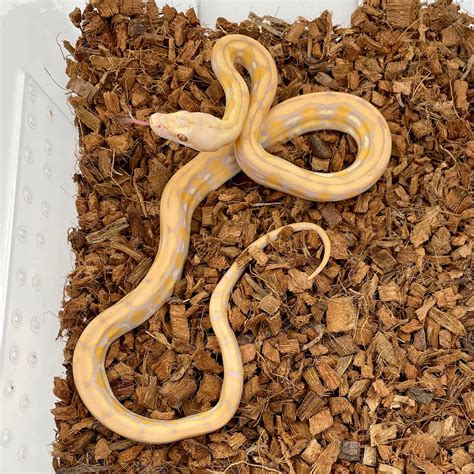 Super Dwarf Tiger Albino Purple Reticulated Python By My Reptile Shop Morphmarket