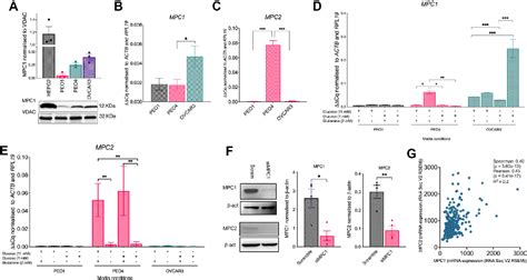 Figure 1 From Loss Of Mitochondrial Pyruvate Carrier 1 Supports Proline