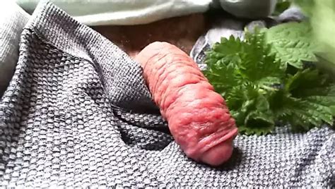 Nettled Cock Hands Free Cum Free Man Porn A Xhamster