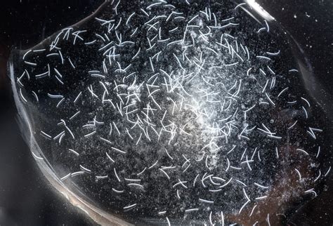 Worlds Fastest Creature May Also Be One Of The Smallest