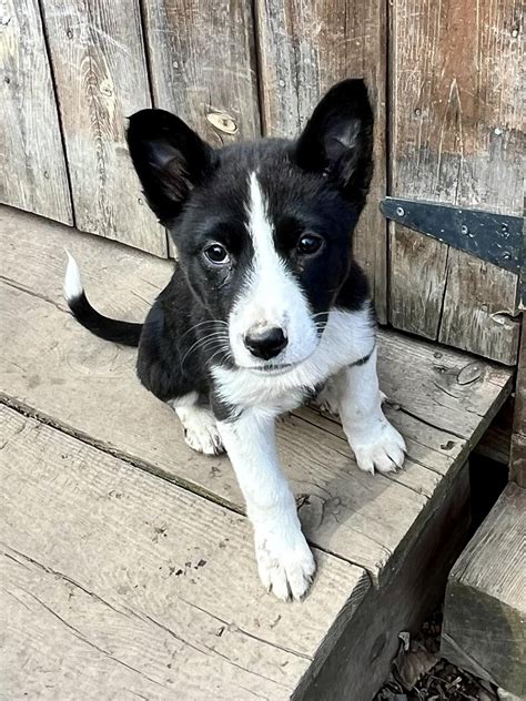 Dog for Adoption - Sage, a Border Collie in North Tonawanda, NY | Alpha Paw