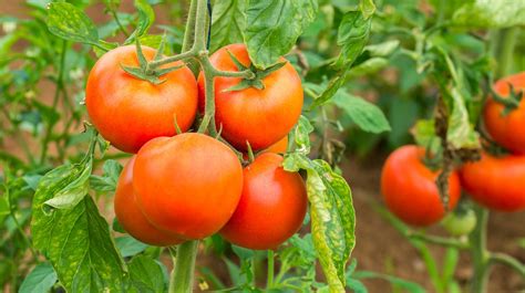 How Far Apart To Plant Tomatoes Gardening Wiz