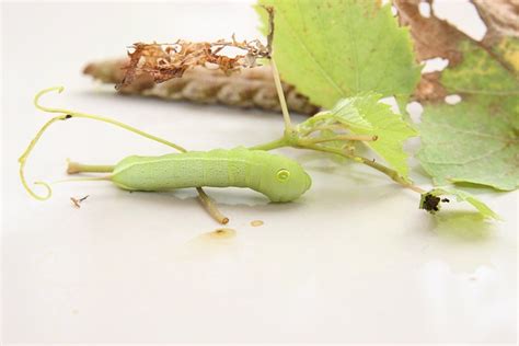 3+ Бесплатные Червячок & Гусеница изображения - Pixabay