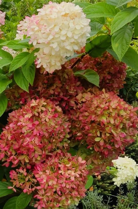 ГОРТЕНЗИИ: Hydrangea pan.-Гортензия метельчатая Little Love НОВИНКА 2024