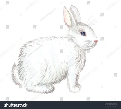 Watercolor Handdrawn Branches Pussy Willow Isolated Stock Illustration 387258202 Shutterstock