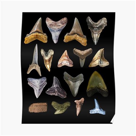 "Types Of Shark Teeth I Species Of Sharks Gift " Poster for Sale by