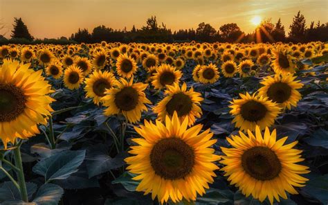 Cute Sunflower Wallpapers Top Free Cute Sunflower Backgrounds