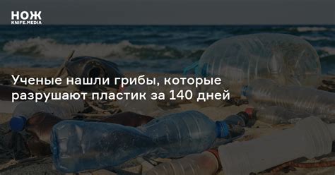 Ученые нашли грибы, которые разрушают пластик за 140 дней — Нож