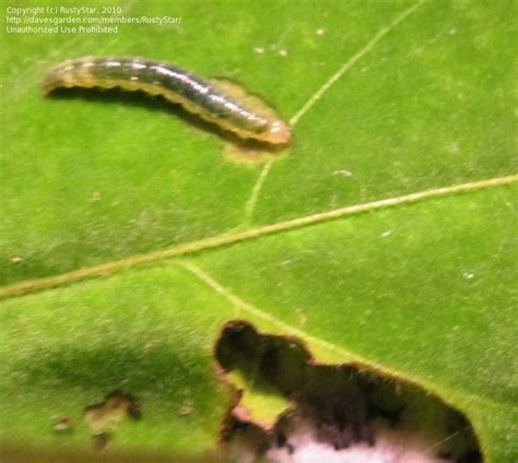 Garden Pests And Diseases Help Little Green Worms Eating My Cestrum