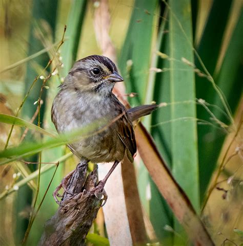 Swamp Sparrow Owen Deutsch Photography