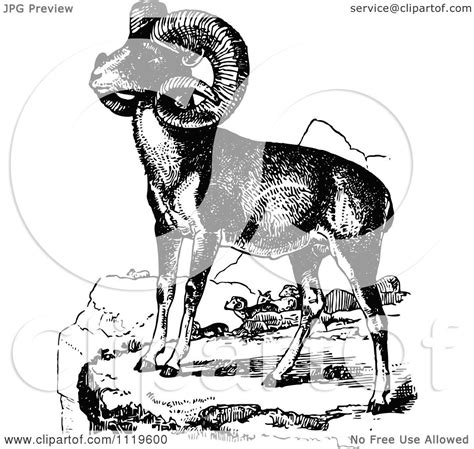 Clipart Of Retro Vintage Black And White Wild Goats Royalty Free