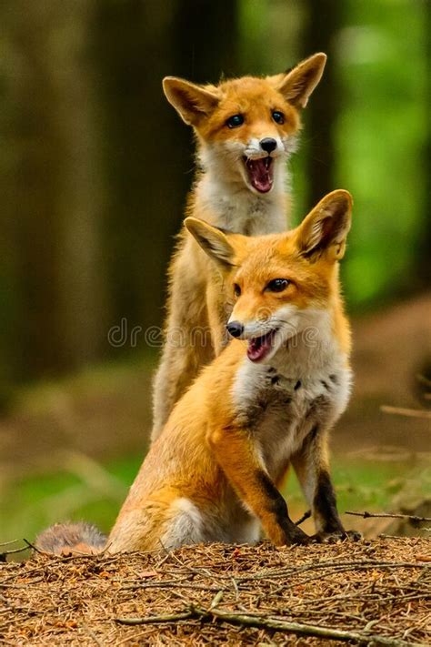 Red Fox Vulpes Vulpes Adult Fox With Young Czech Republic Stock Photo