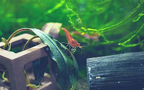 freshwater shrimp breeding fascinating underwater adventu
