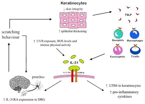 IJMS Free Full Text IL 31 State Of The Art For An Inflammation