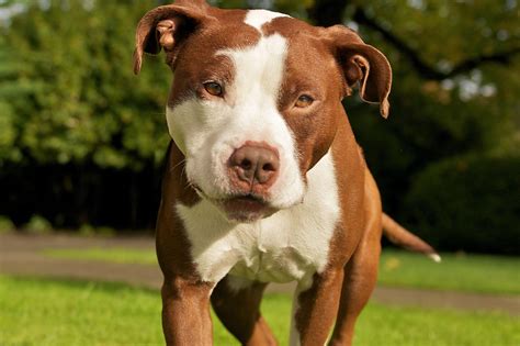 Pitbull Boxer Terrier Mix Wallpapers Wallpaper Cave