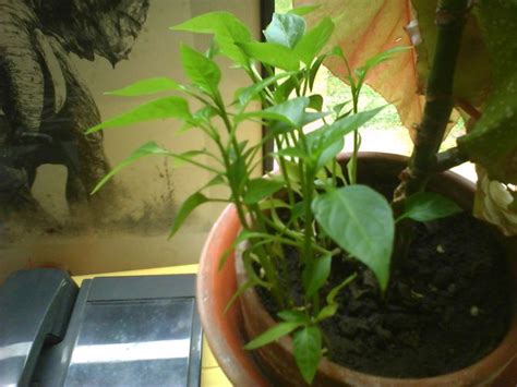 3 Ways to Grow Bell Peppers Indoors - wikiHow