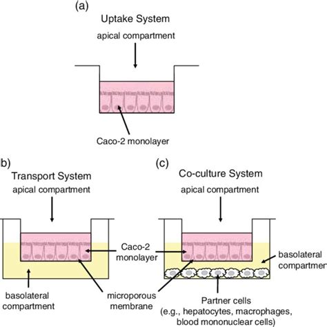 1 Examples of caco-2 co-culture models | Download Table