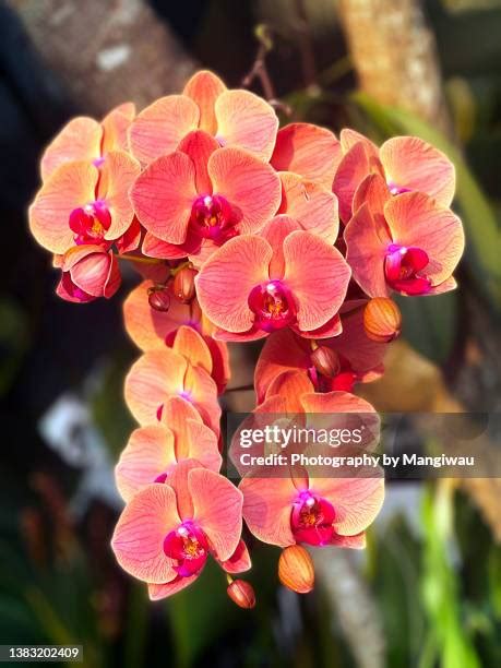 Orchids Of Asia Photos And Premium High Res Pictures Getty Images